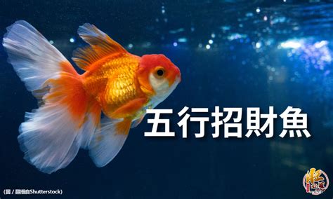 魚 數量 風水|養魚招財：最佳魚隻數量